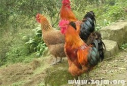 周公鸡爆料视频大全集,揭秘娱乐圈幕后真相